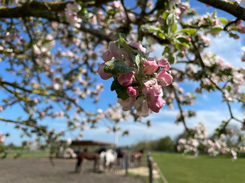 Die Angebote auf dem Reiterhof unter den Linden