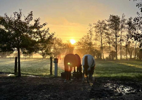 Sonnenuntergang am Pferdehof unter den Linden