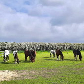 Astrid Kunze vom Reiterhof unter den Linden