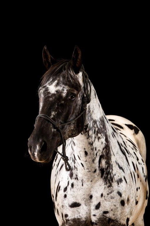 Travelin, unser Herdenchef